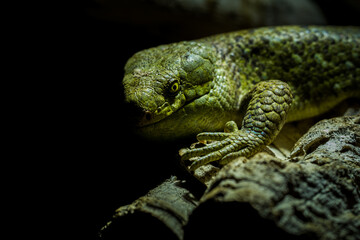 Solomon Island Skink lizard in nature