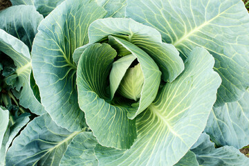 Obraz premium White young cabbage at the stage of setting the head. Growing vegetables yourself. Healthy eating