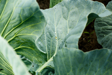 dew drops on a cabbage leaf.