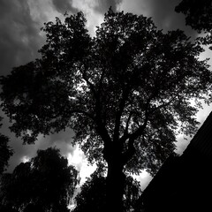 A large tree silhouetted against a dark and stormy sky