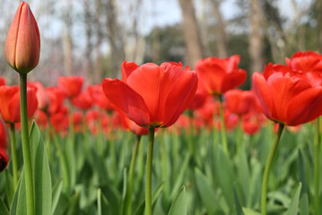Obraz premium field of red tulips blossom in the sunny day in the park