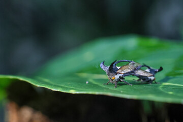 selective focus Strange treehopper, family Membracidae, breeding on green leaves in a moist forest during the rainy season in Thailand.