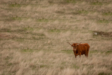 Longhorn Bull Standing in Field
