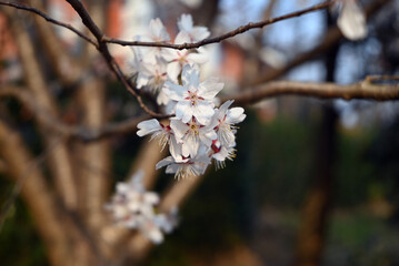 Fototapeta premium whtite sakura blossom with stamens in spring in the sunny afternoon