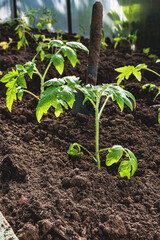 Spring planting of vegetables and seedlings at the farm. Sprouting seedlings in a box. Growing crops and vegetables. Healthy eco-friendly food and spices.