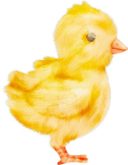 watercolor chick © Je