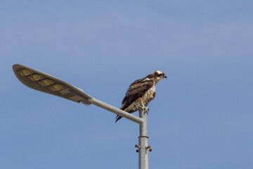 An osprey perched on the streetlight against the blue sky creates a striking contrast. Bushehr, Iran. 