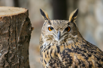 The Eurasian eagle-owl is a species of eagle-owl, a type of bird that resides in much of Eurasia.