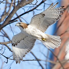 Red Tailed Hawk in Flight Among Winter Branches