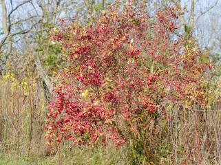 European spindle tree 'Red Cascade' (Euonymus europaeus) bearing a profusion of pink capsules revealing orange arils adorned with green and reddish autum foliage as bushy ornamental hedge  © Marc