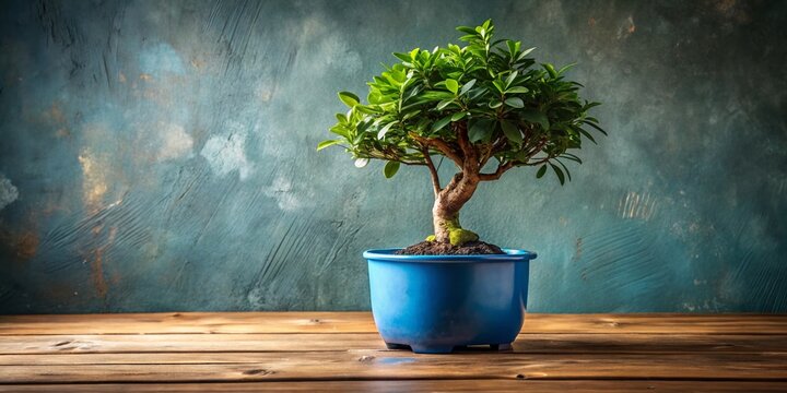 Elegant Bonsai Ficus Panda in Blue Pot on Rustic Wooden Table - Modern Interior Decor
