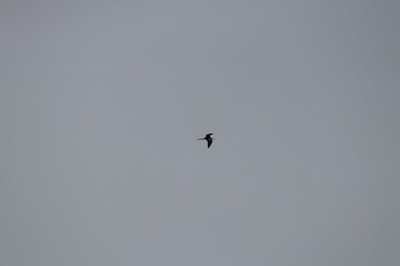 Vogel in der Luft