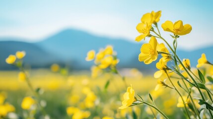 Fototapeta premium Vibrant yellow buttercups bloom against a backdrop of tranquil mountains