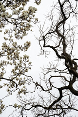 Duality of Winter and Spring: White Magnolias Against Bare Branches