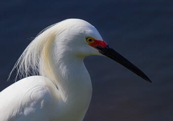 A Snowy egret closeup as he hunts by a marsh in Florida