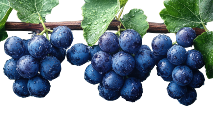 Vineyard's bounty: Clusters of ripe, juicy grapes hang from the vine, droplets of morning dew glistening on their skins, a symbol of nature's sweetness and abundance.