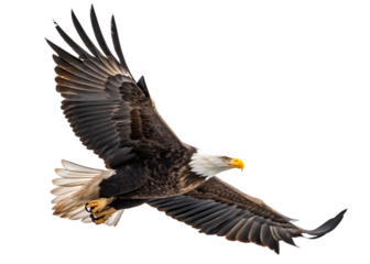  spread wing bald eagle soars in the sky isolate on white background png. AI Generated 