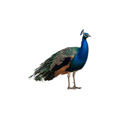 Peacock isolated on transparent background. Peacock png