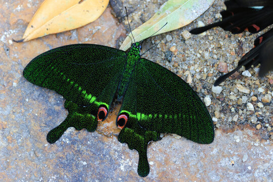The Paris Peacock butterfly standing on the ground