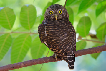 Asian Barred Owlet standing on a tree branch