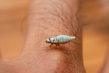 selective focus cute white insect larva Closeup baby insect on hand