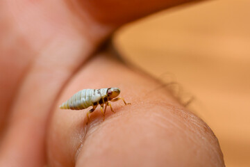 selective focus cute white insect larva Closeup baby insect on hand
