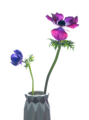 Elegant Anemones in Modern Geometric Vase