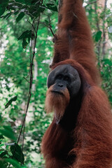 Wilder Sumatra Orang Utan (Pongo abelii) im Gunung Leuser Nationalpark, Indonesien