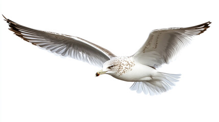 A seagull soaring gracefully in flight against a crisp white background