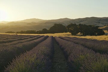 Obraz premium Lavender Field with Rows of Purple Blooms