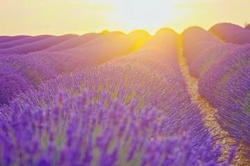 Fototapeta premium Lavender Field with Rows of Purple Blooms