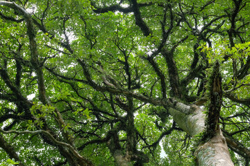 Big forest tree with lush green leaves. Low angle shoot. Forest tree covered with moss and ferns. Ecology and environment concept. For graphic design, 3D rendering and banner background