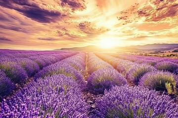 Obraz premium Lavender Field with Rows of Purple Blooms