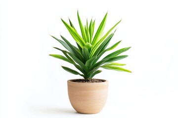 Yucca plant in a pot isolated on white background for bold and stylish indoor plant inspiration