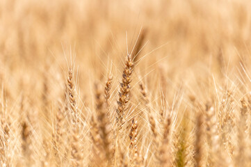 収穫間近の麦の穂