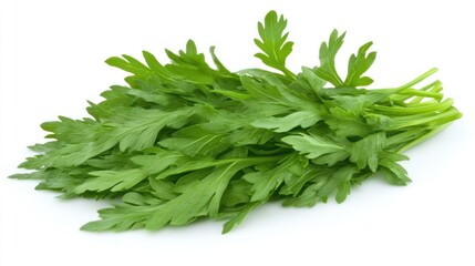 Obraz premium Fresh bunch of vibrant green parsley leaves isolated on white background.