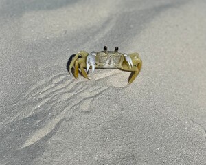 crab on the beach