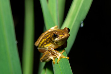 A cute painted reed frog (Hyperolius marmoratus marmoratus), also known as a marbled reed frog, near a pond