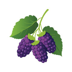 Bunch of grapes with leaves and white background 