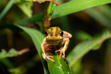 A cute painted reed frog (Hyperolius marmoratus marmoratus), also known as a marbled reed frog, near a pond