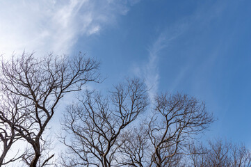 落葉した木と冬の青空