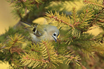 Goldcrest, Regulus regulus, the smallest European bird on conifer tree