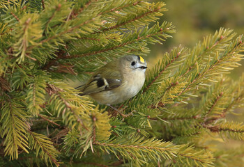 Goldcrest, Regulus regulus, the smallest European bird on conifer tree