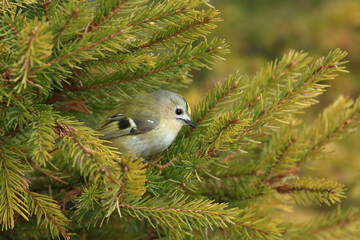 Goldcrest, Regulus regulus, the smallest European bird on conifer tree