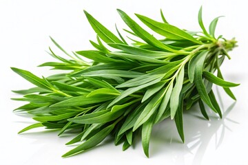 Fototapeta premium Fresh Green Tarragon Sprigs Isolated on White Background - Culinary Herb Stock Photo