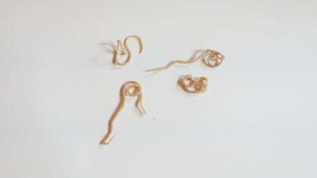 parasites known as Nematodes. Dog worms on the move