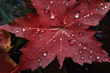 Fototapeta premium Raindrops on a red maple leaf in a close-up