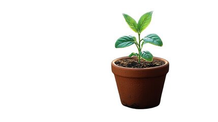 A New Beginning: a small, vibrant plant flourishing in a terracotta pot. Set against a clean backdrop, the image captures the essence of growth, potential, and the beauty of nature.