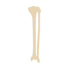 tibia and fibula posterior colored icon
