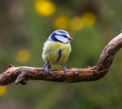 Blue tit on a twisted branch